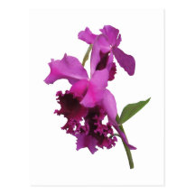 Orchid Harold Carls Post Cards