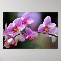 Orchid In A Row Posters