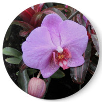 Orchid in the Garden