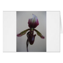 orchid,lady slipper greeting card