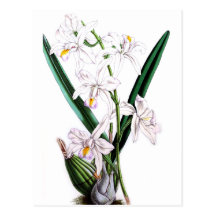 Orchid Laelia Albida, var Rosea Postcard