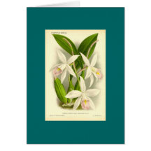 Orchid - Laelia Anceps Card
