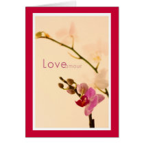 Orchid Love Amour