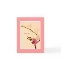 Orchid Love Amour