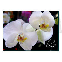 Orchid Love Cards