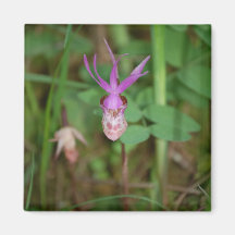 Orchid Magnet