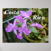 Orchid -- National Flower of Costa Rica Posters