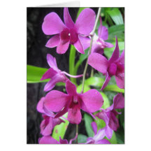 Orchid notecard