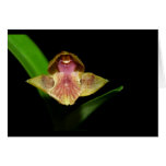 Orchid of Wayqecha Greeting Card