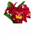 Orchid Oil on Canvas T-Shirts all Dark Colours 2