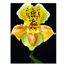 Orchid Paphiopedlum, "Golden Crown" Postcards