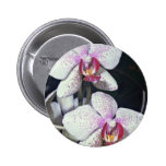 Orchid, phalaenopsis-hybrid (musterlandstern)  flo buttons