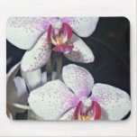 Orchid, phalaenopsis-hybrid (musterlandstern)  flo mouse pad
