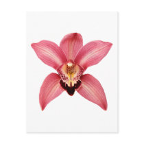 Orchid Postcard