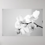Orchid Poster