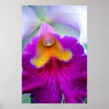 Orchid Poster