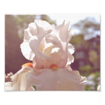 Orchid Print Photograph
