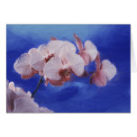 Orchid Spring Cards