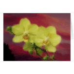 Orchid Sunset Greeting Cards