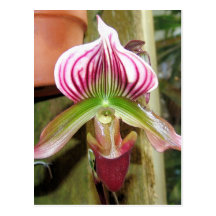 Orchid Ten Postcard