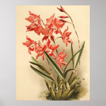 Orchid ~ Vintage Poster