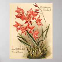 Orchid ~ Vintage Posters