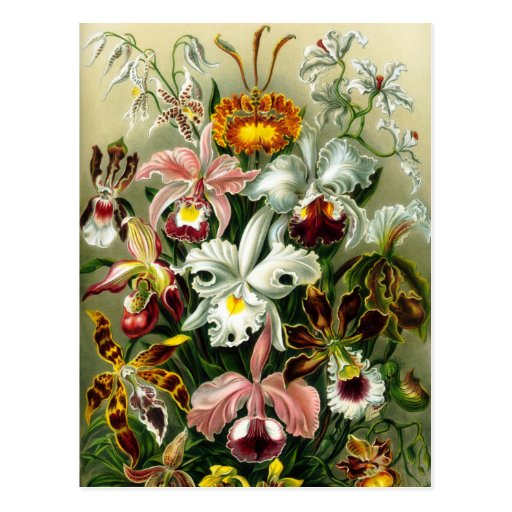 Orchidae Post Cards