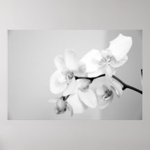 Orchidée Affiche