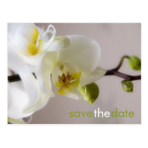 Orchidée blanche • Sauvez la carte postale de date