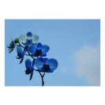Orchidée bleue bristols