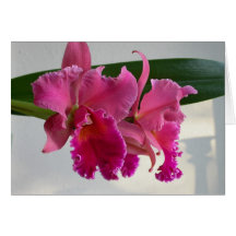 Orchidée de Cattleya Carte