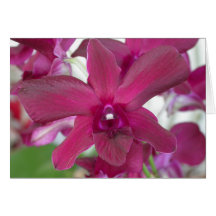 Orchidée de Dendrobium Carte De Vœux