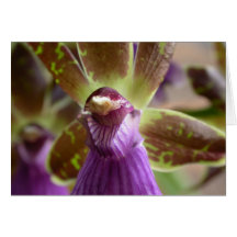 Orchidée de Zygopetalum Carte