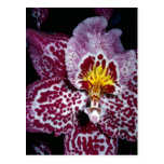 Orchidée d'Odontoglossum Cartes Postales