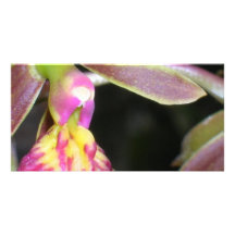orchidée foncée photocarte personnalisée
