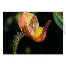Orchidée No. 2 par Paxbungle Carte