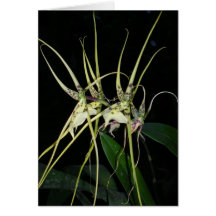 Orchidée No. 4 par Paxbungle Cartes
