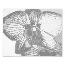 Orchidée Photographies D’art