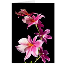 Orchidée rose cartes