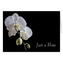 Orchidée sur le noir juste une carte de note