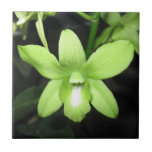 Orchidée verte carreaux