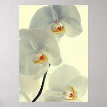 Orchideen Kunst Poster