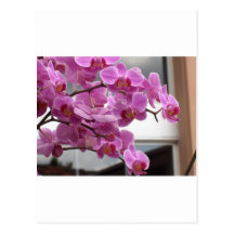 Orchidées Cartes Postales