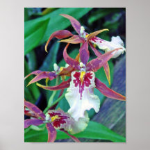 Orchidées de Brown Posters