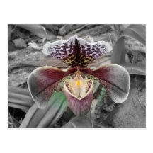 Orchidées floraison carte postale