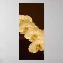 Orchidées Posters