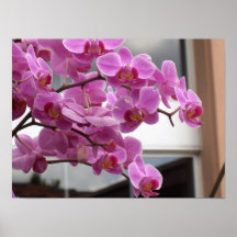 orchidées pourpres poster