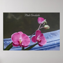 Orchidées roses posters