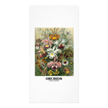 Orchids (Artforms Of Nature) Photo Card