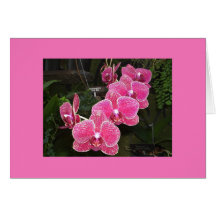 Orchids Card